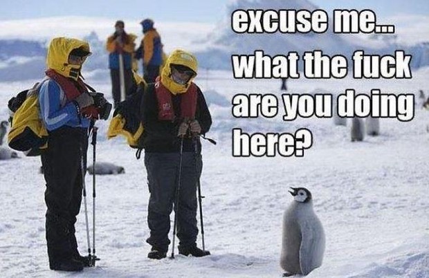 Meanwhile in Antarctica...