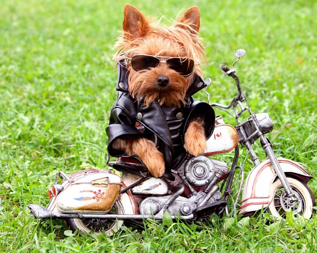 Ready for a ride? ruff!