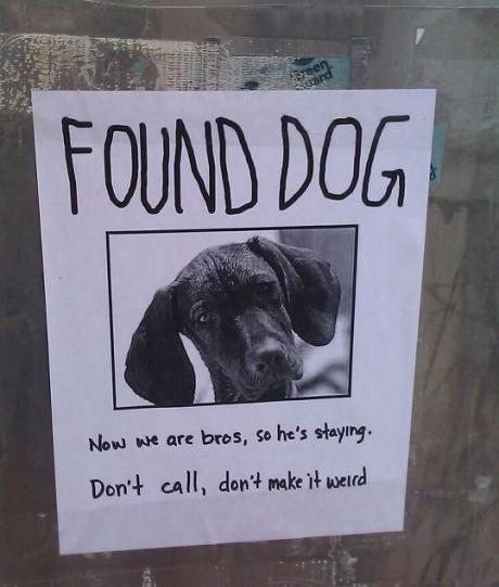 dog found