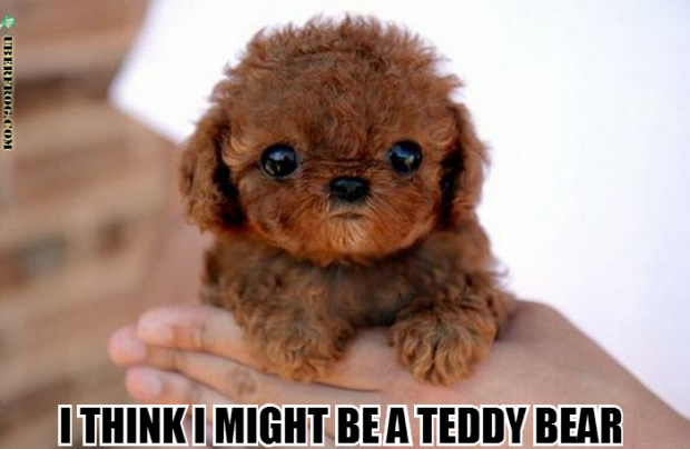 teddy bear..?