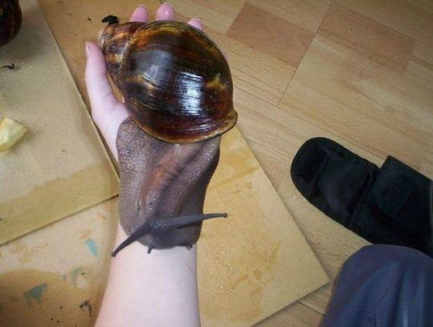 giant snail :)