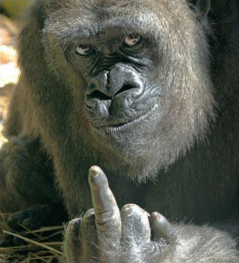 Gorilla don't like you