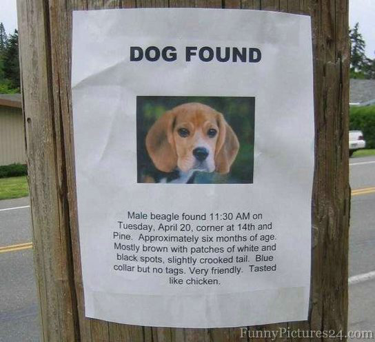 Dog found