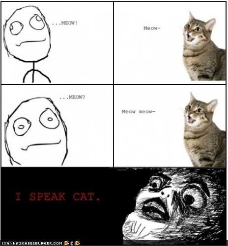 speaking cat