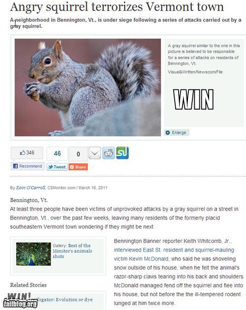 Terror by squirrel