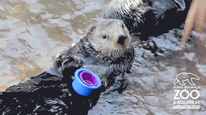 Hungry Otter