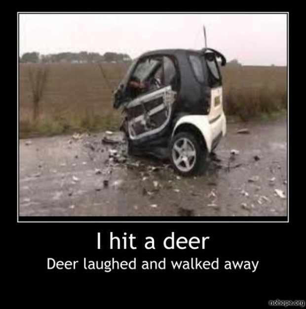 Hit a deer