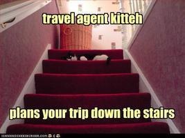 Cats are always planning your next trip...