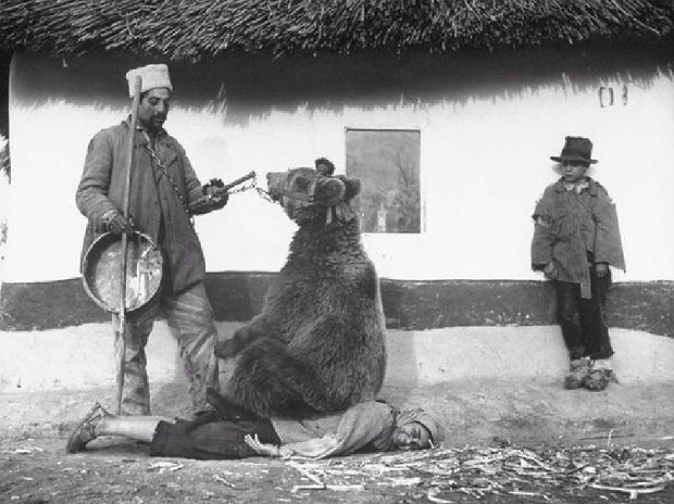 Meanwhile in Romania, 1946, dr.Bear