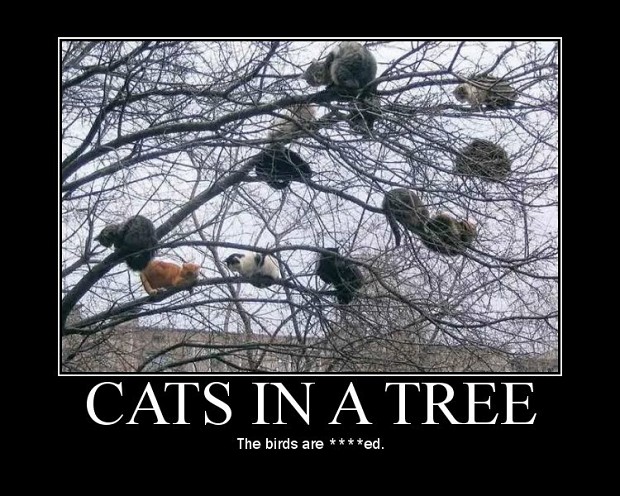 Cats in a tree