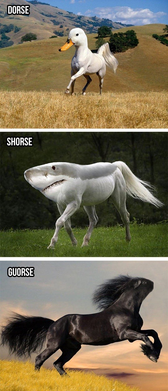 Silly horses