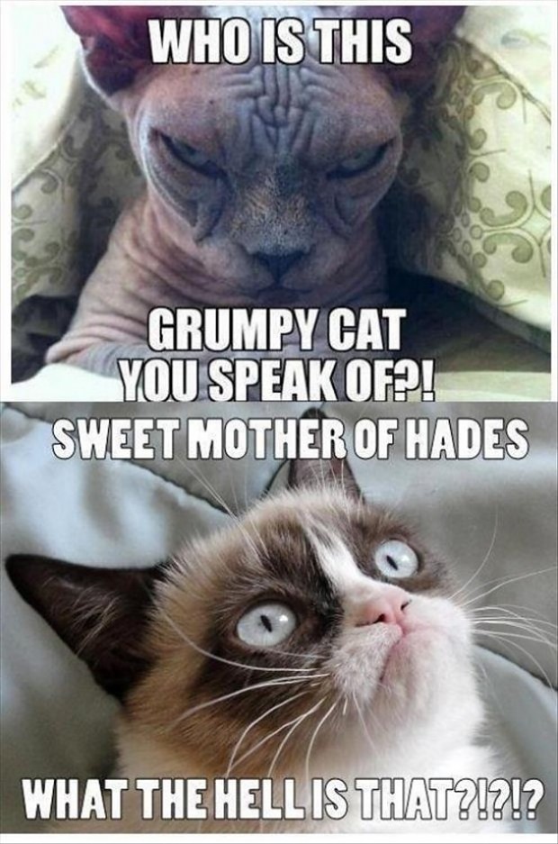 Even grumpier cat