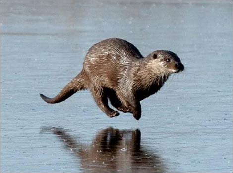 Otter pimp walk