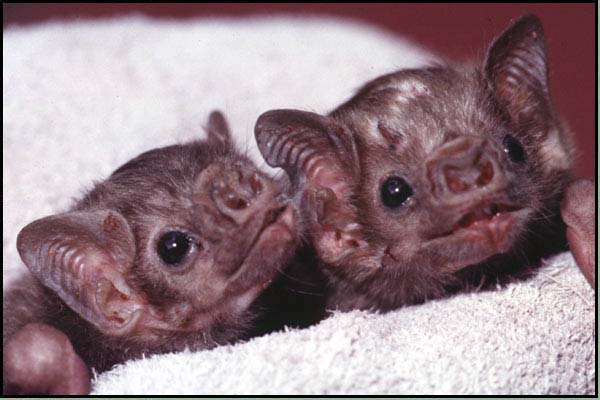 Cute little bats