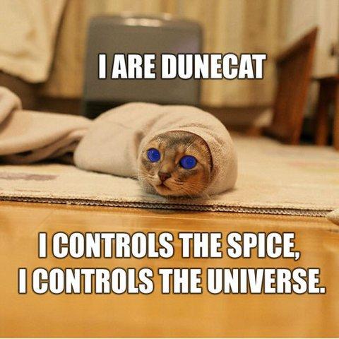 Dune Cat!!