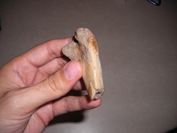 Dinosaur bone fragment