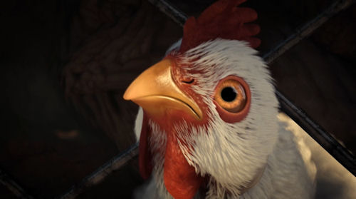 The Chicken from the Intro Video