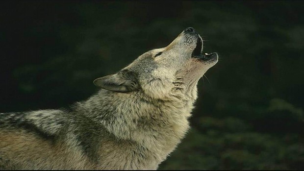 Wolves :3