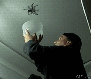 Man Tries To Catch Spider With Bowl