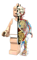 Lego anatomy