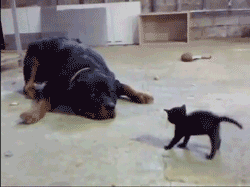 dog vs kitty.