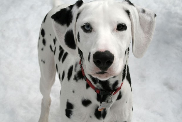 The Dalmatian - Croatian breed of dog