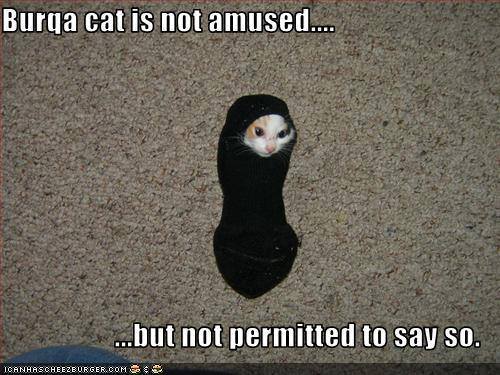 Burqa Cat