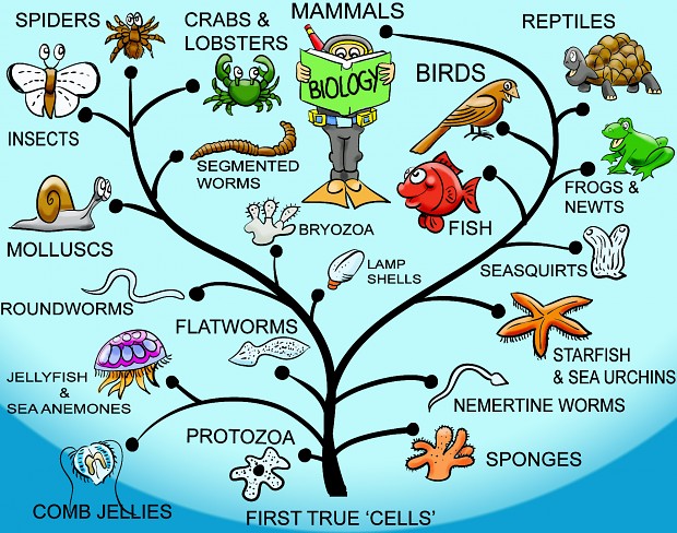 Evolutionary Tree