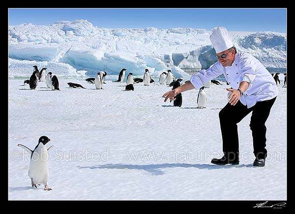 Antarctic Comedy