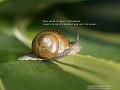 Meditation Snail Fan Group