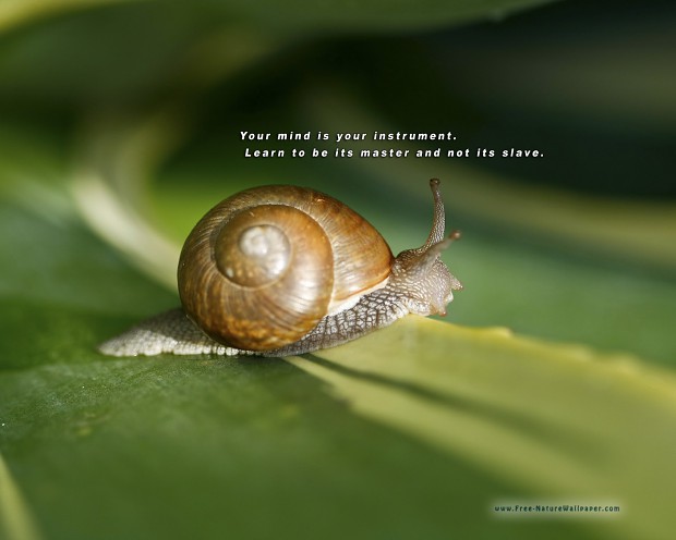 Meditation snail