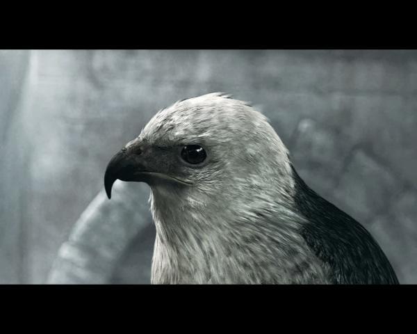 Assassin's Creed eagle