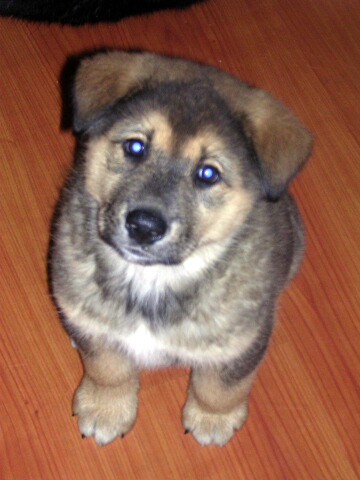 Slavic dog ;) - czechoslovakia wolfdog - puppy