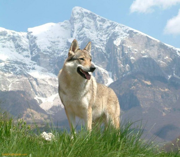 Czechoslovakia wolfdog