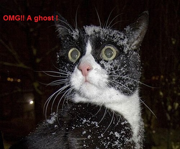 Shocked cat is shock