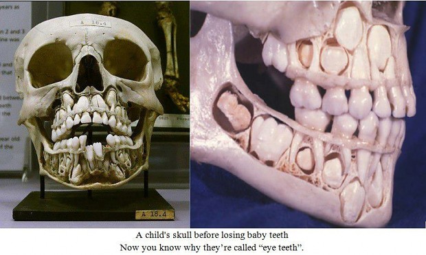 Child skull, before losing teeth