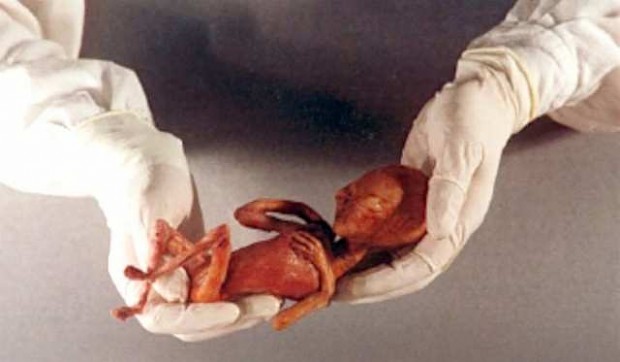 alien hybrid embryo