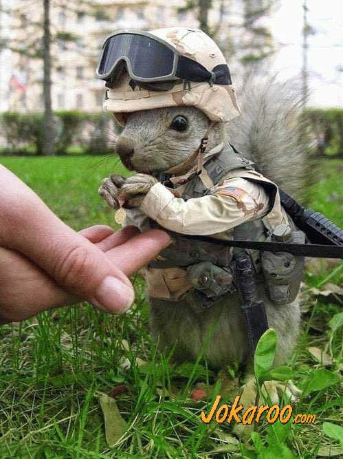Military Squirrel