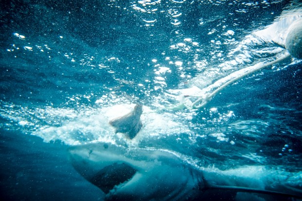 Super Shark Dive 2012