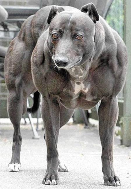 Steroid Dog