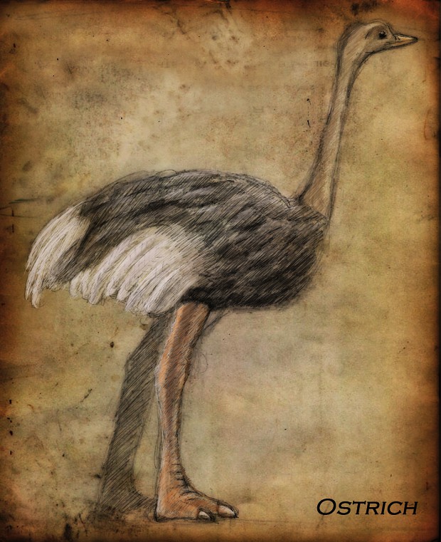 Ostrich Concept Paper