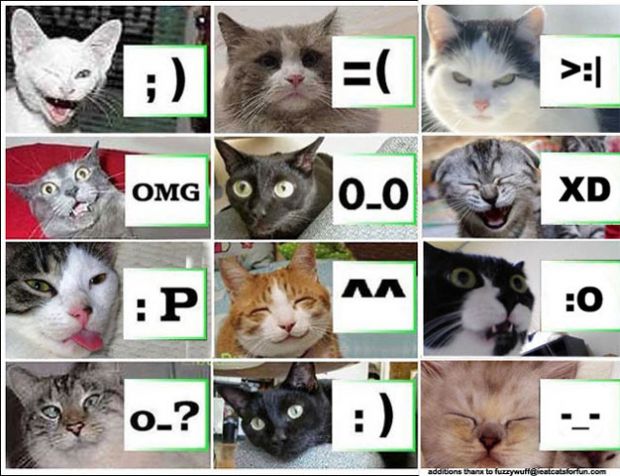 Cat emoticons