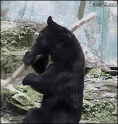 fear the ninja bear