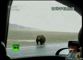 Soviet bear in trainng