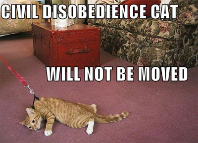 Civil disobedience cat