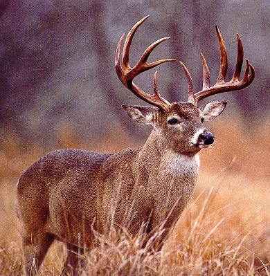 Large buck that would look good on my wall