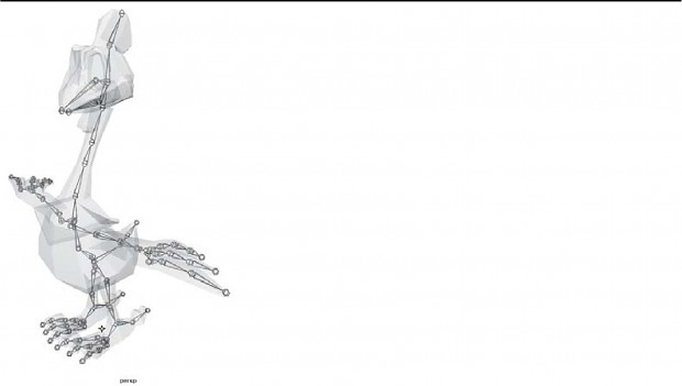 Chocobo Modelling Skeleton Rigging