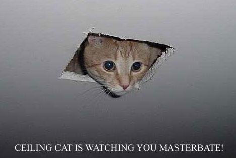 Ceiling Cat