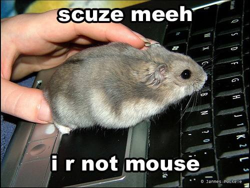 Mouse the third cutest animal 