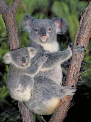 Cute Koala's